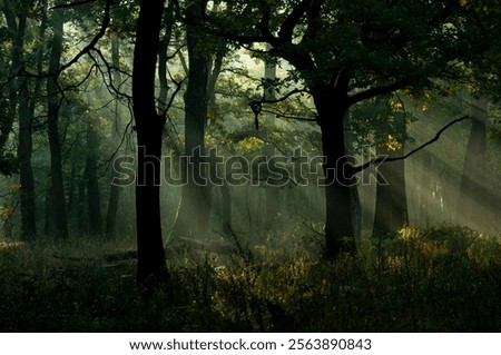 Similar – Image, Stock Photo Oak leaf melancholic and dreary in November
