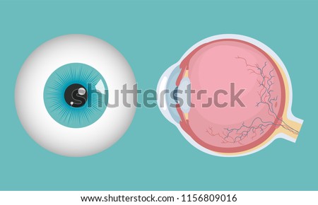 Human eyeball icon. Human eye structure. Vector illustration.