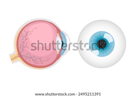 Anatomical illustration of the eyeball, round Eye ball human.