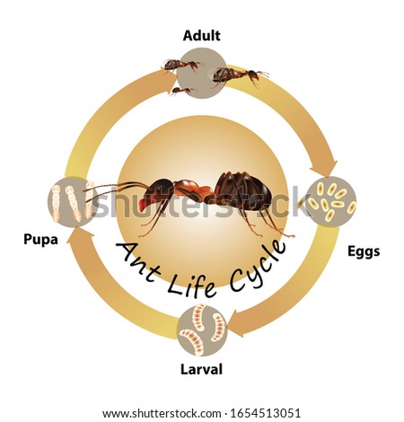 Ants Life Cycle object vector on white background.Isolated.for graphic design,education,science,agriculture and artwork.