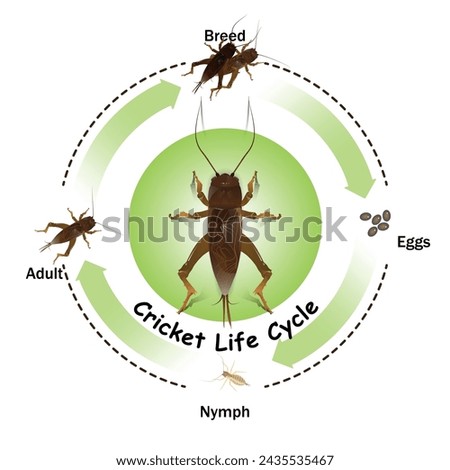 Cricket life cycle of education and science, study