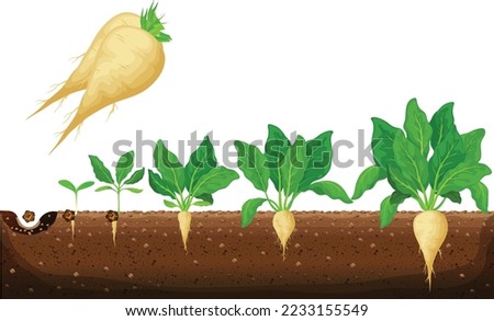 Sugar beet growth stages infographic. Development and productivity of sugar beet. The growth process of sugar beet from seeds, and sprouts to mature plant with ripe fruit vector illustration