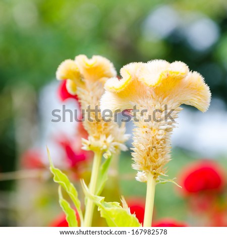 close up of yellow cockscomb flower in Jatujak park