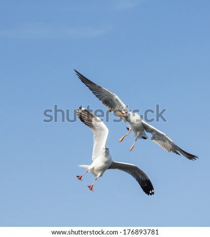 Seagull flying to catch food