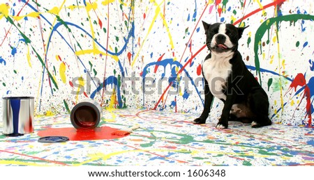 Black and white dog Boston Terrier on paint splash background.