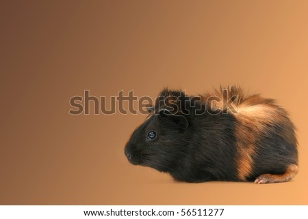 Profile of a domesticated pet silkie breed guinea pig over  brown background.