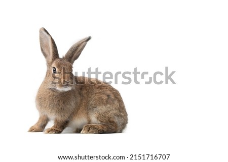 Similar – Image, Stock Photo Brown hare on a forest path has discovered the photographer