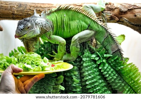 Similar – Image, Stock Photo Endangered Green Iguana in Tree, Guadeloupe, Caribbean