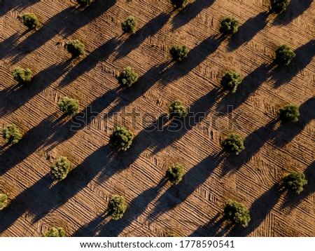 Similar – Foto Bild Luftaufnahme von Olivenbäumen, die ein Muster aus senkrechten Linien und braunem Feld bilden