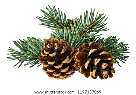 Brown pine cone on white background with clipping pass Foto stock © 