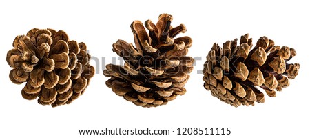 Similar – Image, Stock Photo fir cones