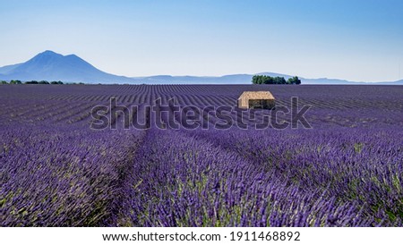 Provence, Lavender field at sunset, Valensole Plateau Provence France blooming lavender fields. Europe Stok fotoğraf © 