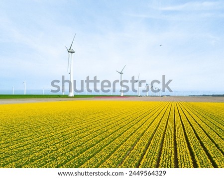 Similar – Foto Bild Tulpenblüte Umwelt Natur