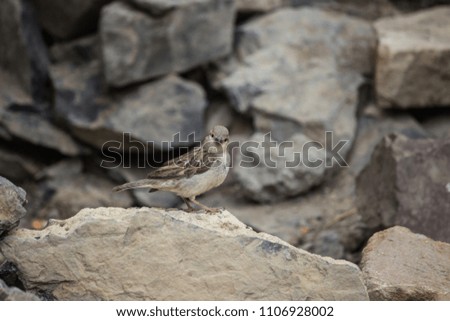 Similar – Image, Stock Photo Lesser Sparrow Environment