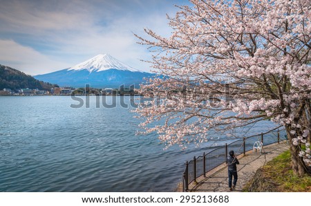 Mt Fuji and Cherry Blossom at lake Kawaguchiko