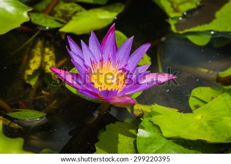 Beautiful lotus, Purple Lotus flower and Lotus flower plants.