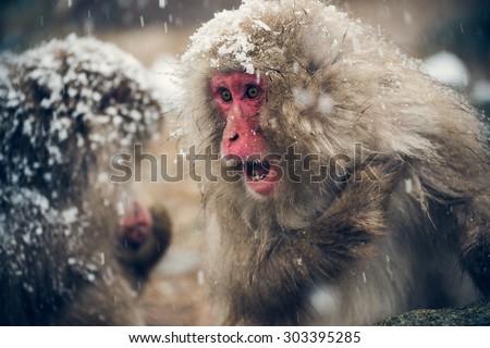Angry Snow monkey grooming in hot spring Japanese Macaque, Jigokudani Monkey Park, Snow monkey,vintage