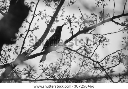 Silhouette Bird on Cherry BlossomTree,black and white