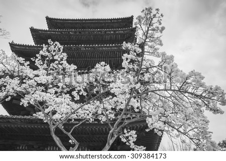 Kyoto, Japan at Kiyomizu-dera Temple in the spring ,black and white