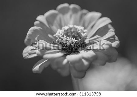 Zinnia flower,closeup of red Zinnia flower in full bloom,Youth-and-old-age flower ,black and white