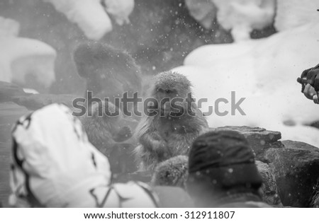 Jigokudani snow monkey bathing onsen hotspring famous sightseeing in Japan , black and white
