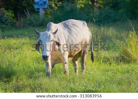 Thailand cow asia animal forest