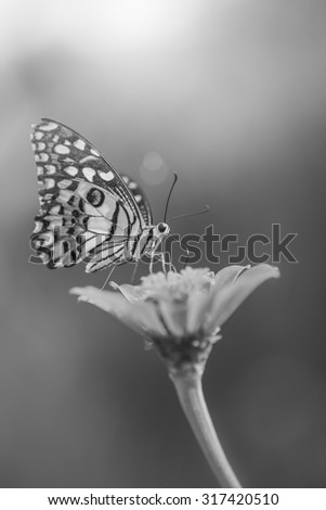 Butterfly and Beautiful flower , black and white