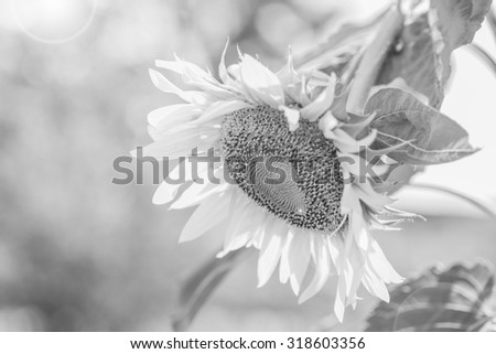 Helianthus annuus - sunflower - Seeds of ripen sunflowers ,black and white