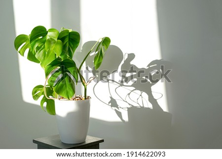 Monstera flower in a white pot on a grey background. The concept of minimalism. Monstera deliciosa or Swiss cheese plant in pot tropical leaves background. Daylight, harsh shadows .