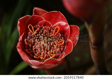 Shutterstock - PuzzlePix