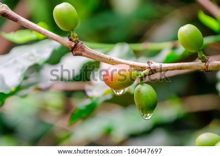 Green coffee bean with water drop on a coffee tree