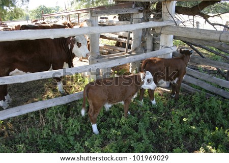 Cows and calves in a cattle yard on a farm in central west NSW, Australia