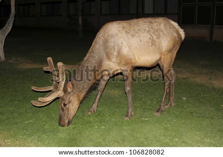 North American bull Elk grazing at night on the fresh green grass in late spring, at the Grand Canyon National Park, Arizona, USA