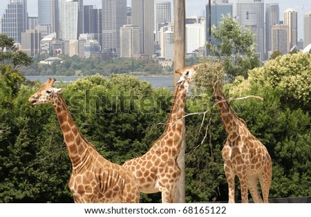 Giraffes, The Tallest Animal In The World, Feeding At A Zoo, Against ...