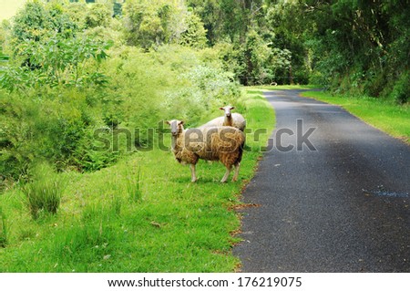 sheep on a farm road