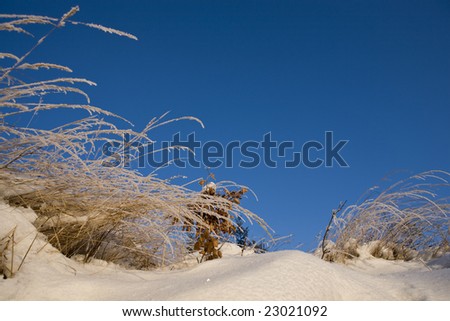 Grasses covered with the frost (hoar frost or soft rime) in soft sunset light