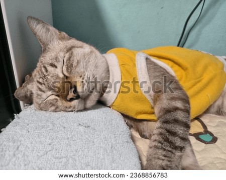 Similar – Image, Stock Photo Sleep very well in your bedstead