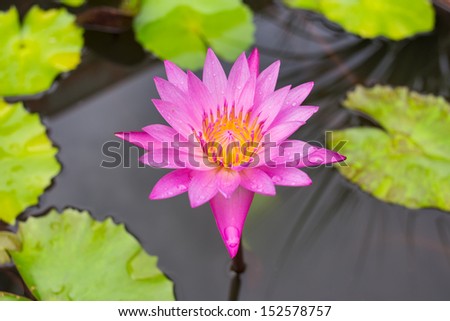 Pink lotus on pond, lotus is symbol of spa and buddhism in asia