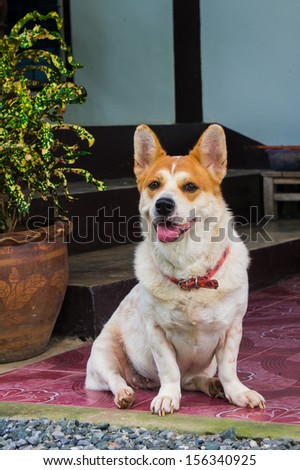 Smiling fat dog