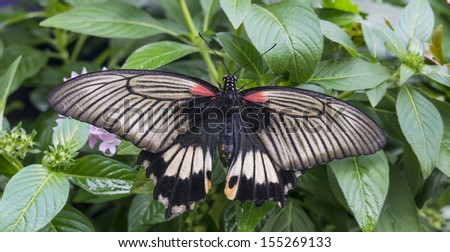 Black, white and red butterfly against green leaves