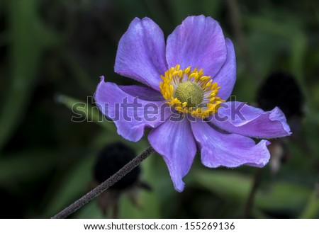 Purple Japanese anemone flower