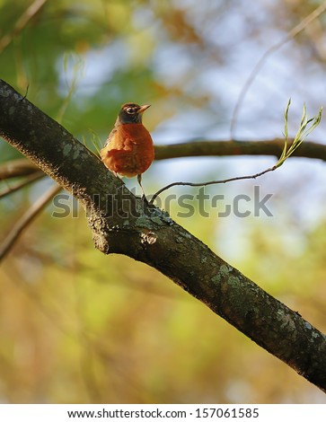 A Robin perched on a branch of a tree in the fall