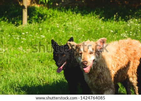 Similar – Image, Stock Photo Watch sheep approaching