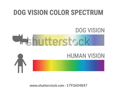 Dog vision spectrum infographics. Dog color vision compared to human. Colors that dog can see vector illustration chart.  