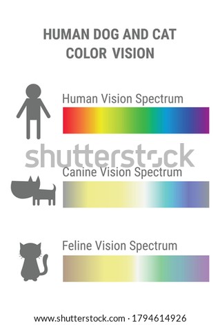 human dog and cat vision spectrum infographics. canine and feline color vision compared to human. Colors that humans dogs and cats can see vector illustration chart.  