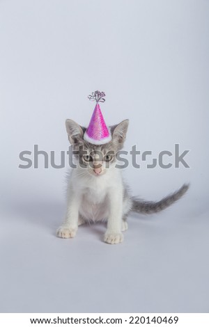 baby cat happy party