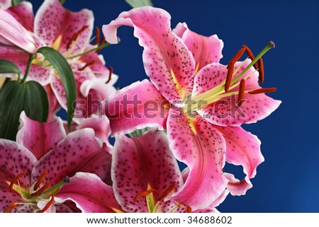 Bouquet of stargazer lily isolated on blue background focus on stamen