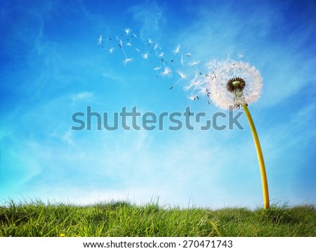 Dandelion with seeds blowing away in the wind across a clear blue sky with copy space