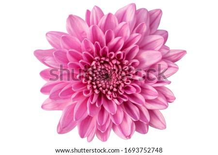 Similar – Foto Bild Violette Chrysantheme und Blütenblätter