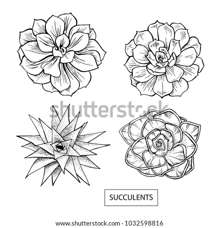 Succulent Line Drawing | Free download on ClipArtMag